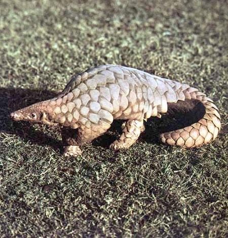 --- Le pangolin ---